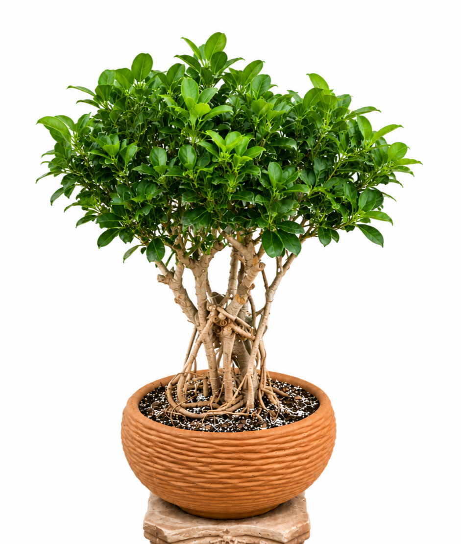 بنسای شفلرا سبز