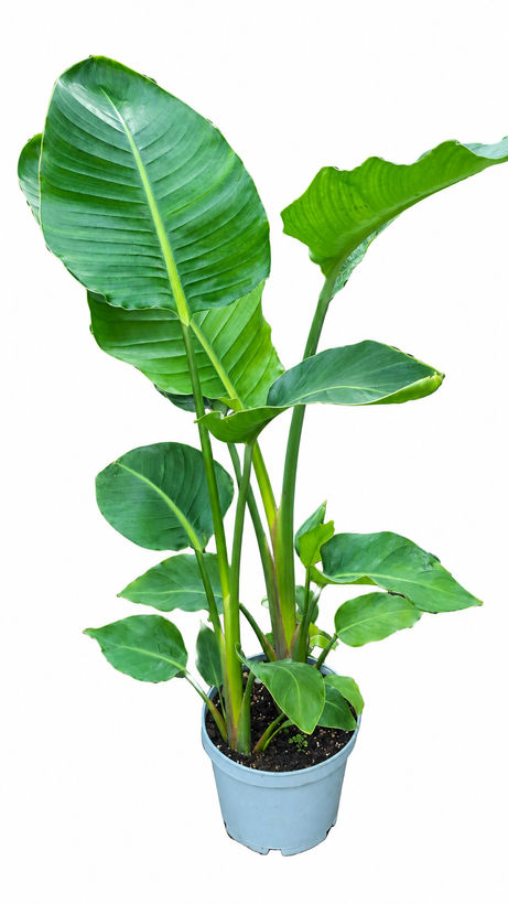 نخل نیکولای چند بوته